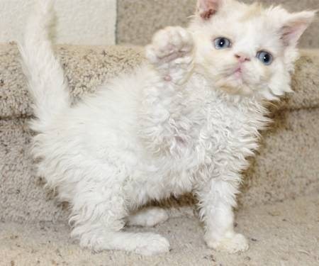 Los gatos rizados son diferentes de todos aquellos que has visto hasta ahora: basta mirar el pelo para entender porque! - 3