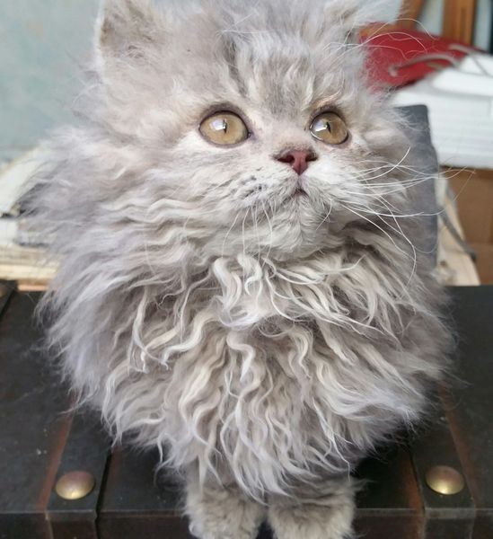 Les chats frisés sont différents de tous ceux que vous avez vus jusqu'à présent : il suffit de regarder leurs poils pour comprendre pourquoi ! - 4