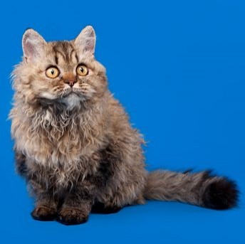 Les chats frisés sont différents de tous ceux que vous avez vus jusqu'à présent : il suffit de regarder leurs poils pour comprendre pourquoi ! - 5
