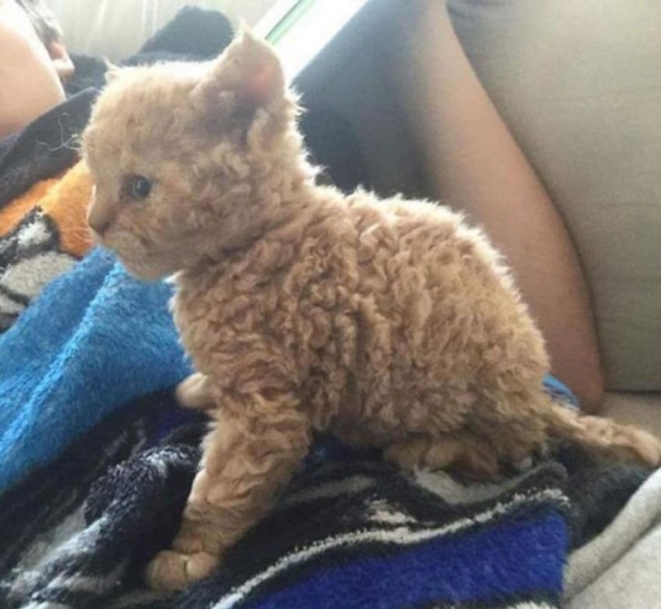 Curly cats are different from all the cats you have seen so far --- Just take a look at their fur to understand why! - 6
