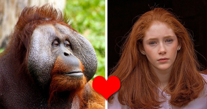 4. Sieht so aus, als würden Orang-Utan-Männer von rothaarigen Frauen angezogen. Es heißt, dass eines dieser Tiere in einem australischen Zoo ein Bild von Nicole Kidman aus einer Zeitschrift gestohlen hat.