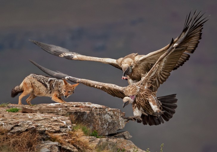 12. Vautour et chacal - (Vulture and jackal) - Khaichuin Sim
