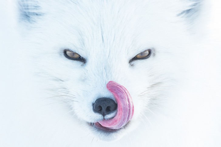 18. Renard arctique (Arctic Fox) - Peter Mather