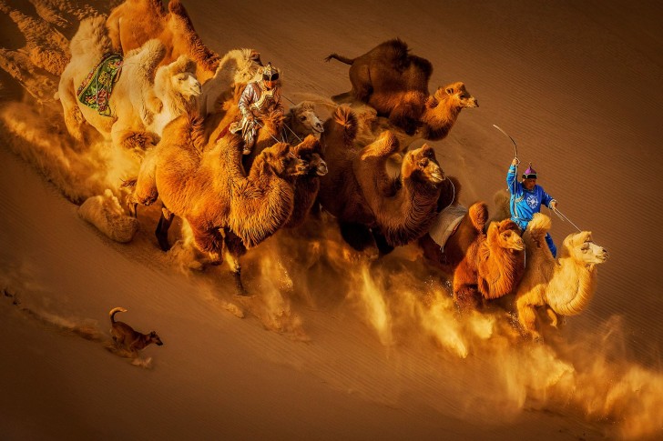 19. Camels in the Desert - Weiguo Hu