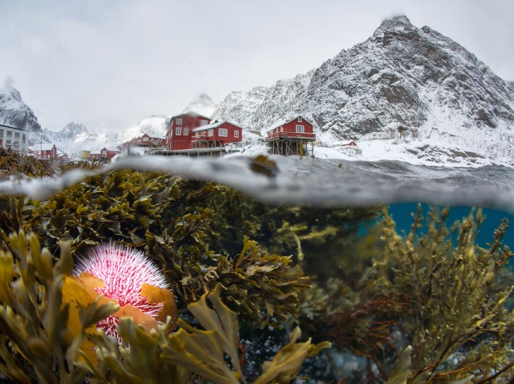 6. Vue sous-marine de l'hiver aux Lofoten (Underwater view of the winter Lofoten) - Сергей Луканкин