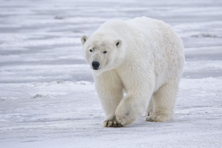 15. En Antarctique, il n'y a pas d'ours polaires.