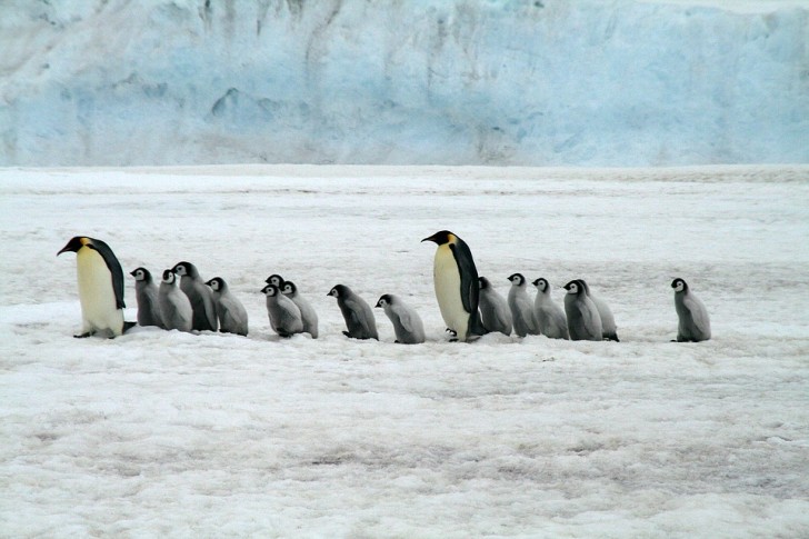 16. Antarctica is het enige continent zonder slangen en reptielen