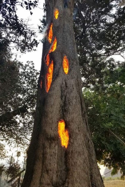 1. Der Baum, der brennt.