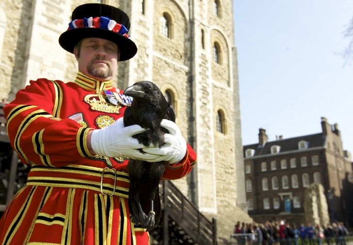10. Im Tower of London gibt es einen Wächter, der sich nur um die Krähen kümmert.