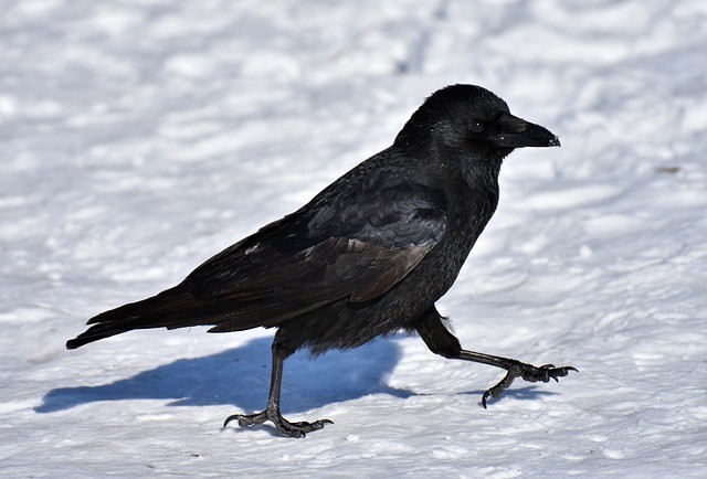 4. Les corbeaux ont leur propre "justice" au sein des groupes sociaux