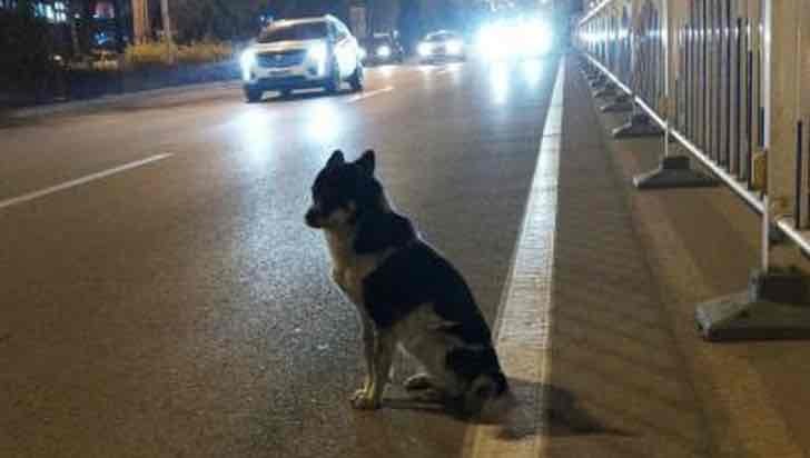 Der Besitzer ist gestorben: Der Hund wartet 83 Tage lang am Straßenrand auf ihn. - 1