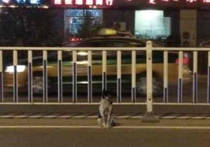 Der Besitzer ist gestorben: Der Hund wartet 83 Tage lang am Straßenrand auf ihn. - 2