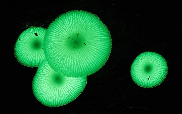Mushroom Observer/Wikimedia