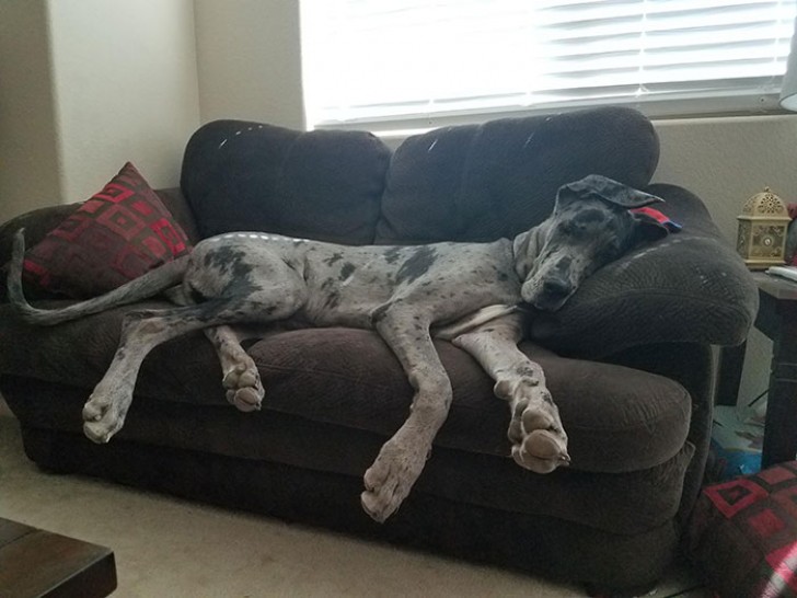 10. Eine Hundehütte? Nein, Doggen brauchen ein Sofa... Und wenn möglich bequem!