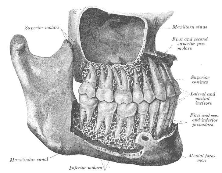 11. So werden die Zähne im Kiefer verkeilt