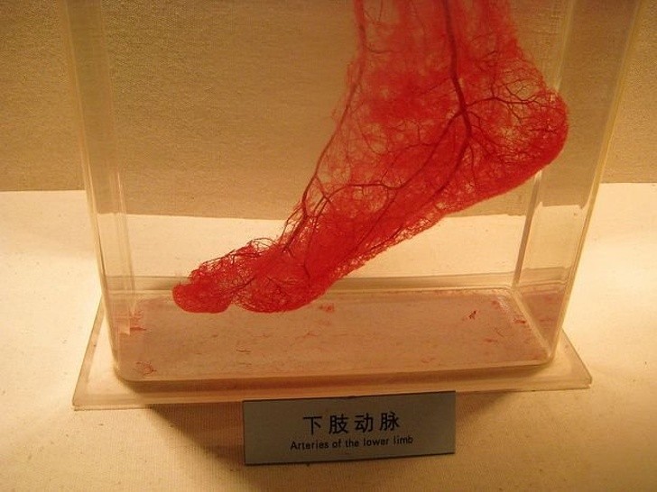 13. Blutgefäße in einem Fuß