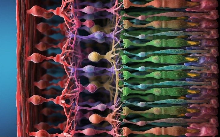 3. So sehen die beiden Photorezeptoren Stäbchen und Zapfen auf der Netzhaut des Auges unter dem Mikroskop aus