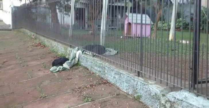 Le lendemain matin, Suelen a vu une scène qui l'a émue : Lana avait apporté la couverture près de la clôture pour en offrir un bout à un chiot errant.