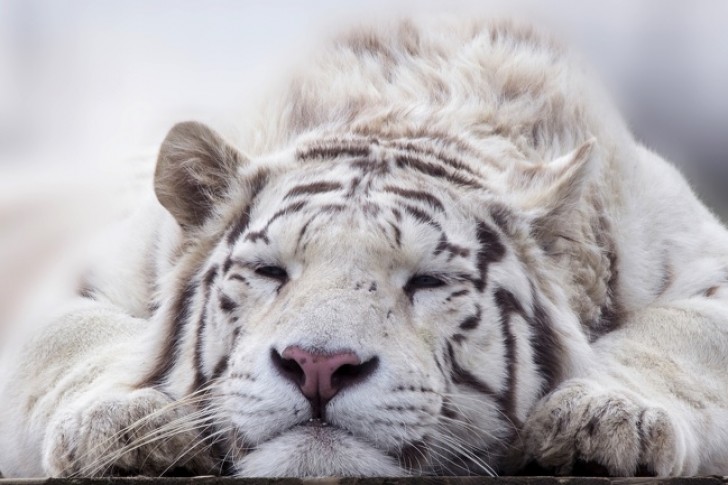 13. La tigre bianca del Bengala