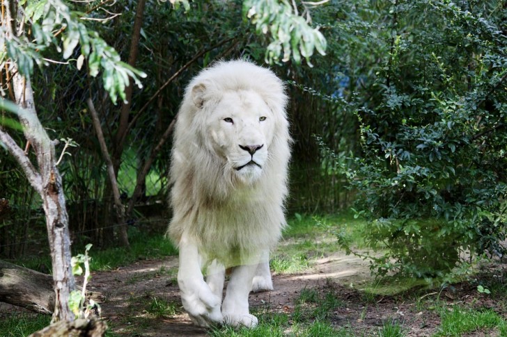 5. Il leone bianco