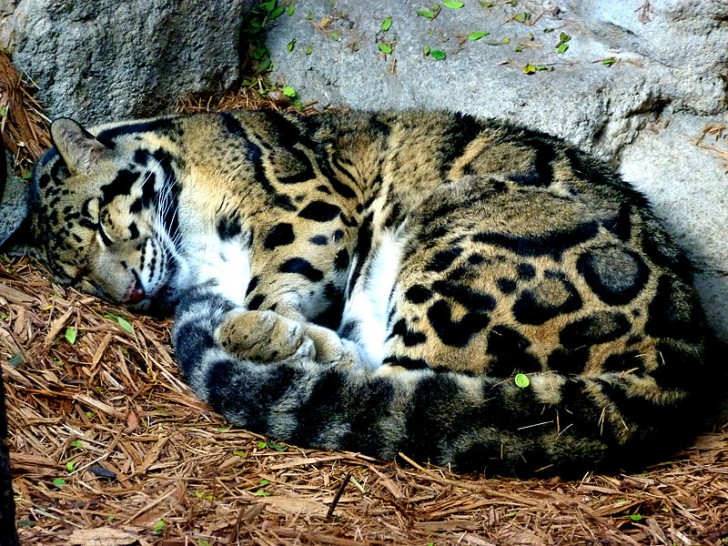 7. Il leopardo nebuloso