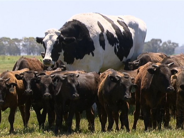 Il manzo vive in Australia, insieme ad un gruppo di altri bovini destinati al macello.