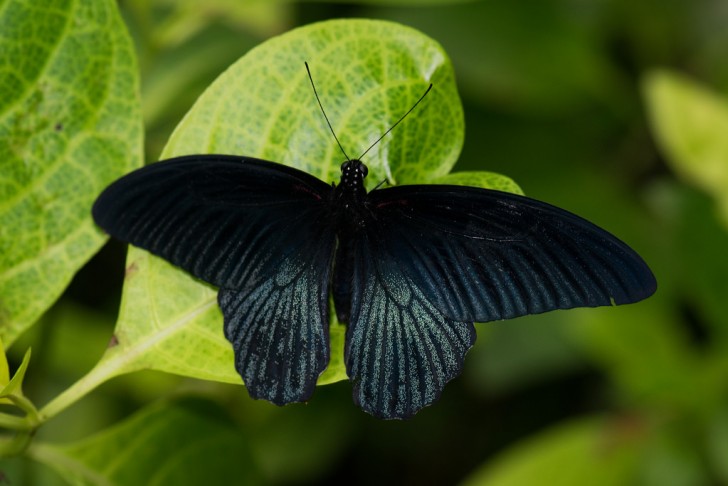 9. Die Flügel des schwarzen Schmetterlings und die Solarmodule