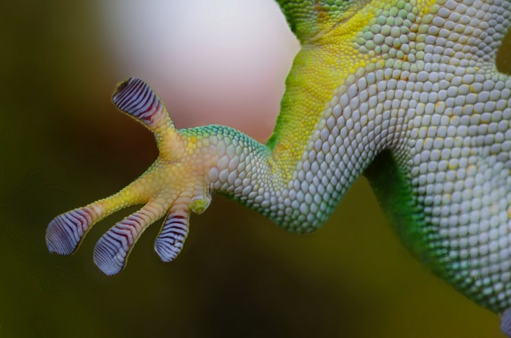 2. Les doigts des geckos et les produits pour l'escalade