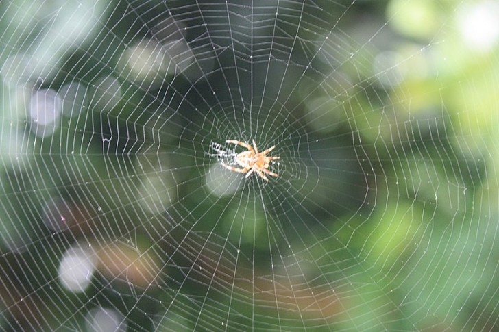 4. Spinnennetze und Schutzglas
