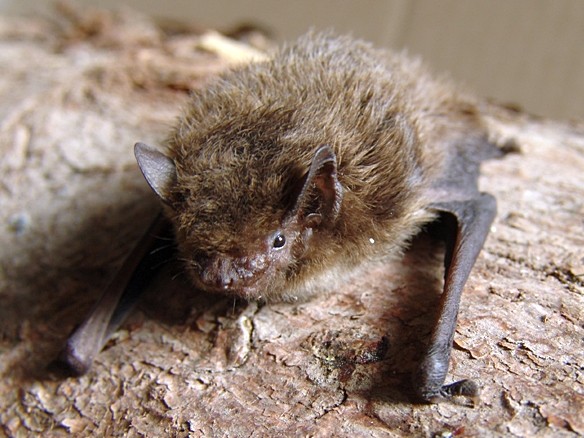 Pipistrello dell'Isola di Natale, estinto nel 2009.