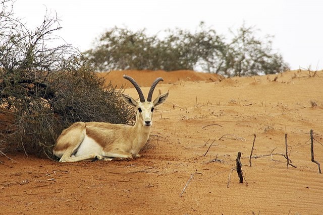 Gazelle d'Arabie, éteinte depuis 2008.