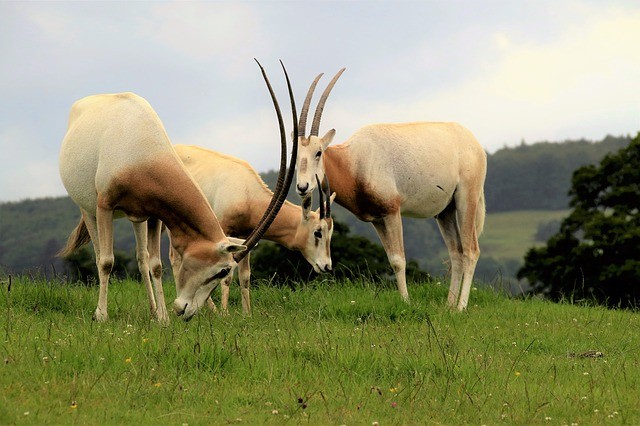 Oryx algazelle ou Oryx à cornes en forme de cimeterre, éteint depuis 2000.