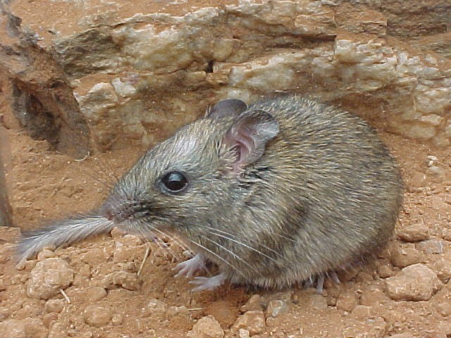 Le rat des rochers de l'Australie centrale, éteint en 2001.