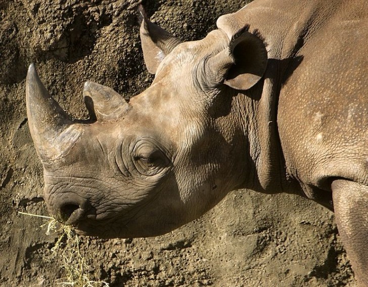 Rinoceronte nero dell'Africa occidentale, estinto nel 2011.