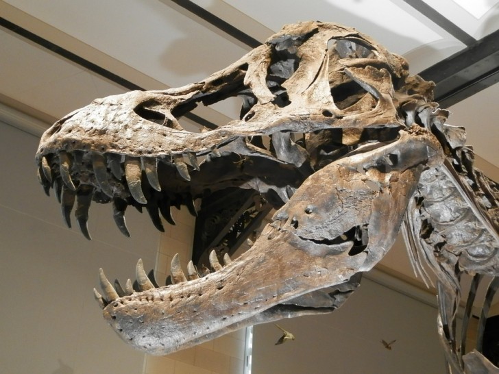 2. Lo scheletro di un dinosauro