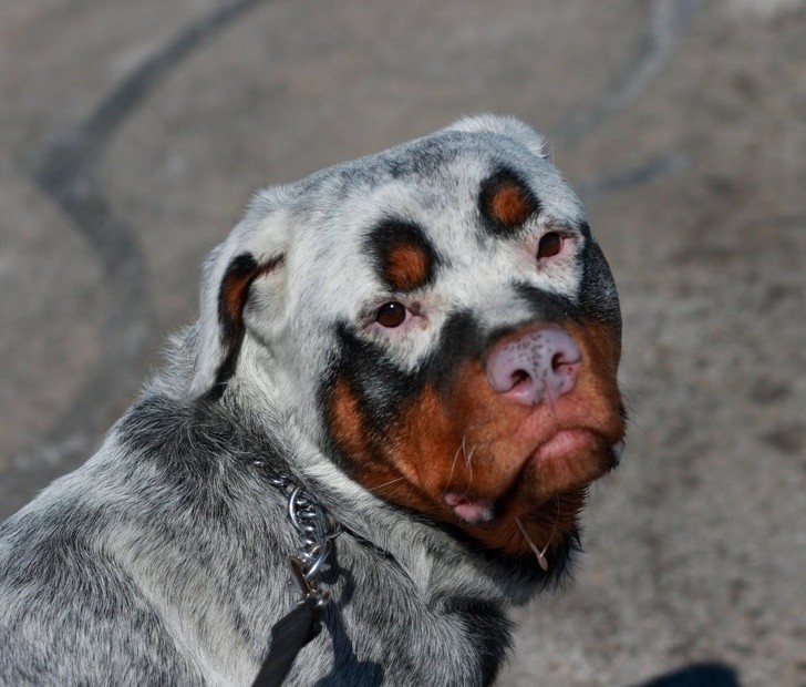 5. Ce chien a le vitiligo.