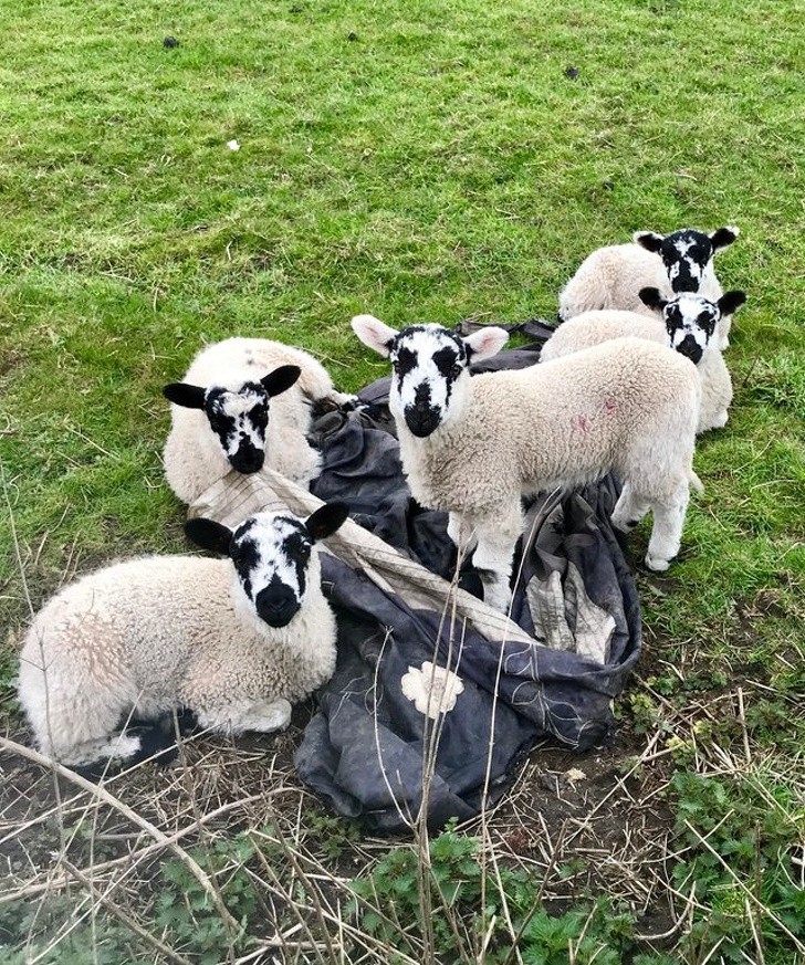 7. Ces moutons ont tous le même maquilleur.