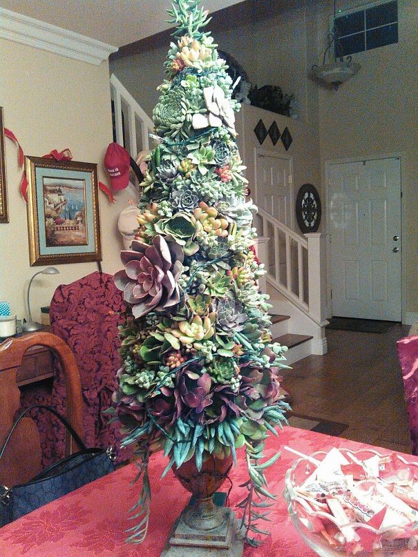 Een kerstboom gemaakt van vetplanten. Fantastisch!