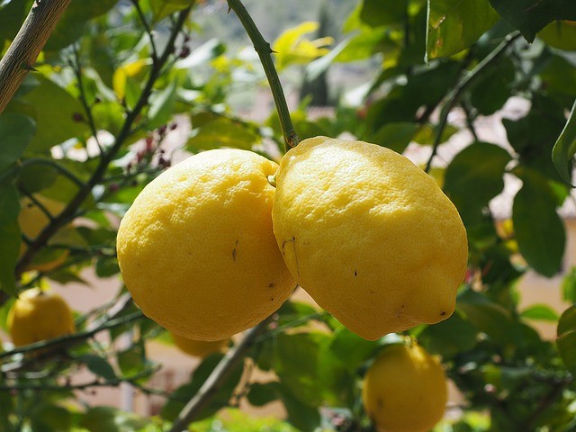 4. Zitrone