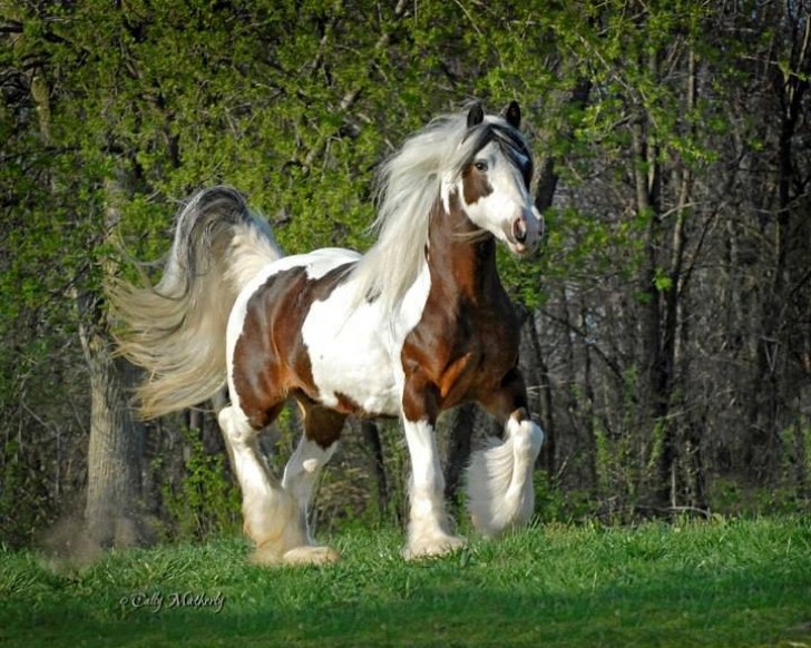 9. Vogliamo parlare della maestosità di questo cavallo Gypsy?