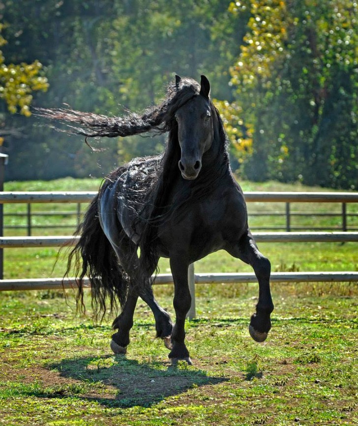 12. Il fascino intramontabile dei cavalli neri come la notte.