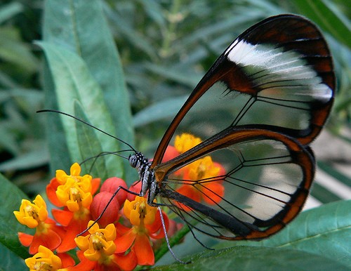 1. Un bellissimo esemplare di "farfalla ali di vetro"