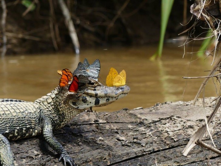 12. In het Amazoneregenwoud drinken vlinders en andere insecten de tranen van kaaimannen en schildpadden...