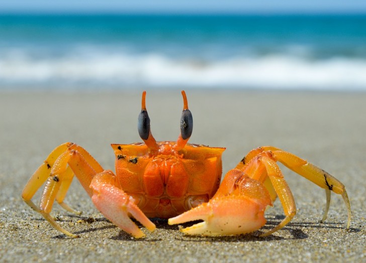 16. Qui a dit que les crabes n'étaient pas mignons ?
