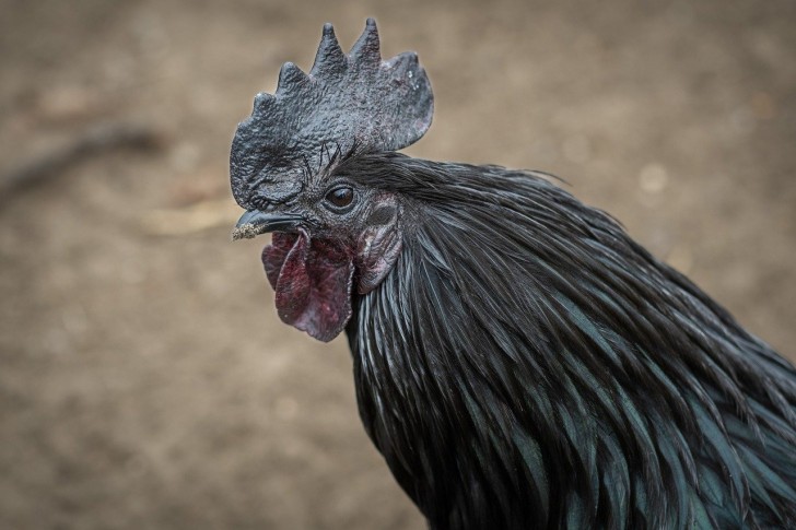 17. Cette race de poule connue sous le nom de "poulet noir indonésien", reste complètement noire.