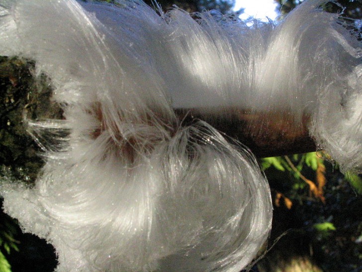 19. Les "cheveux de glace" sont un phénomène qui se forme sur les troncs d'arbres en présence de certains champignons.