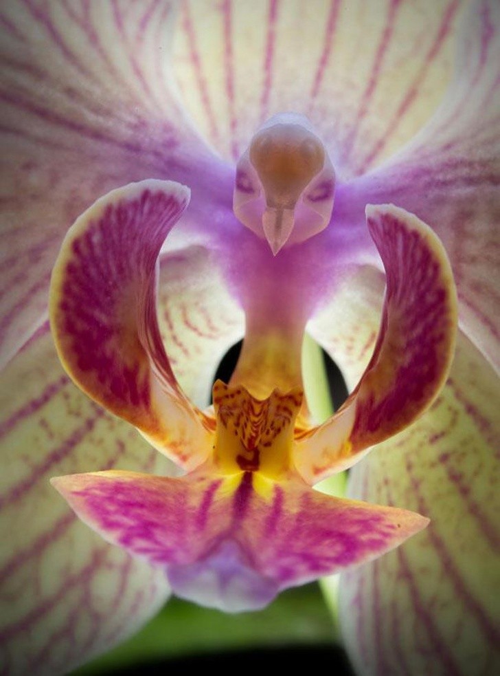 2. L'orchidée papillon a de superbes nuances de couleur