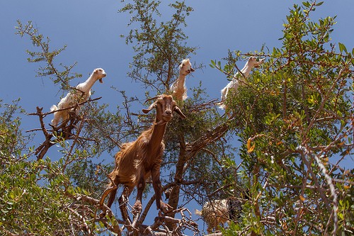 3. Au Maroc, les chèvres ont appris à grimper aux arbres pour manger les fruits.