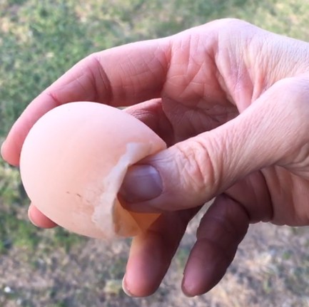 7. Faire tremper l'œuf dans du vinaigre pendant environ deux jours donnera ces résultats !
