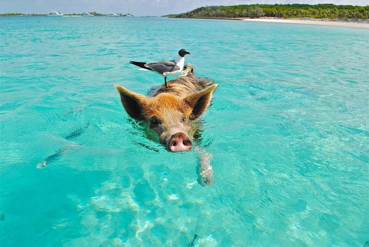 9. Een eiland in de Bahama's wordt bewoond door wilde varkens en heeft het daarom de naam Pig Beach